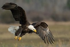 Bald eagle flying over grassland