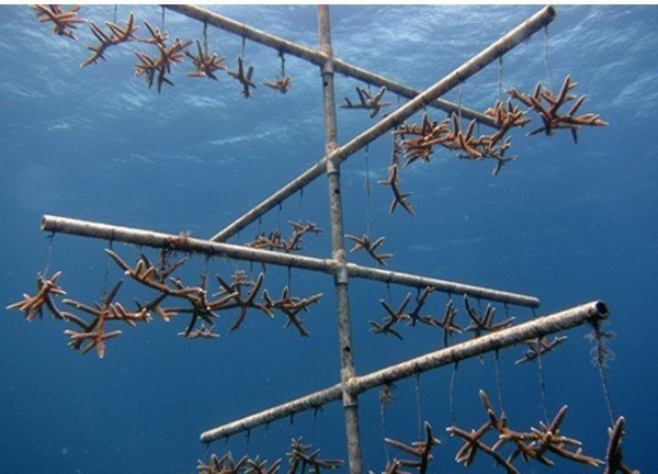 Staghorn coral under the sea on a metal structure