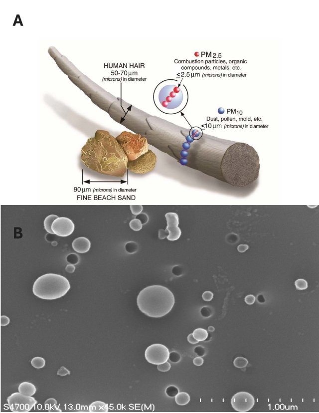 A: Both PM10 and PM2.5 represent a distribution of particles that have an aerodynamic diameter that is less than or equal to 10 µm or 2.5 µm. This figure compares the different PM size fractions to the diameter of a human hair and beach sand. PM2.5 is about thirty times smaller than the diameter of a human hair. B: PM particles come in different shapes and sizes in wildfire smoke