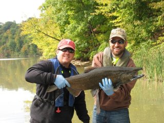 Chinook salmon captured during a fish community survey Photo Credit: NYS DEC
