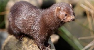 Mink at the Rochester Embayment AOC Photo Credit: Brady Dilllsworth, NYS DEC