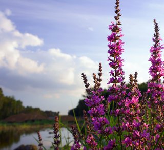 Loosestrife growing by the water