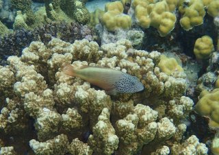 Fish swimming in a coral reef