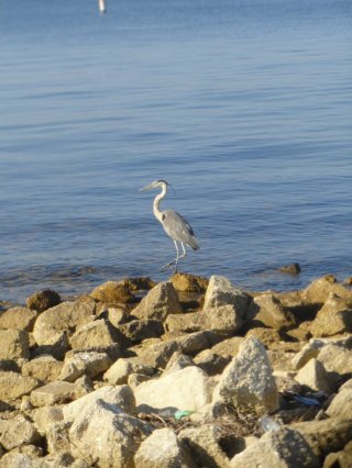 Heron at waterfront