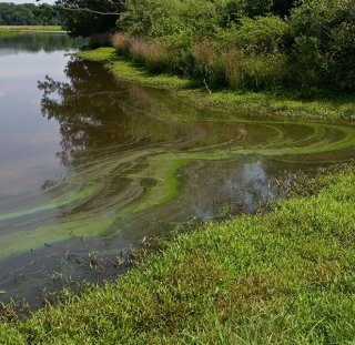 A water body with an algal bloom