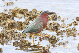 Bird walking through an oyster reef