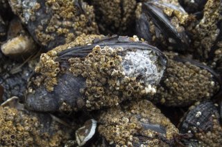 Oysters covered with barnacles