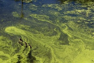 a blue green algal bloom