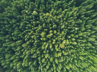 Bird's eye view of a green conifer forest
