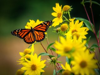 Monarch butterfly perched among yellow flowers