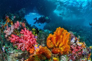 A SCUBA diver visits colorful coral reef.