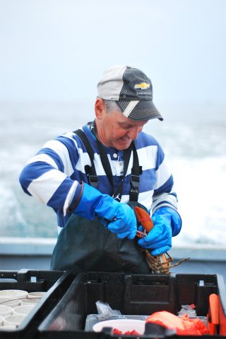 Lobsters being sorted