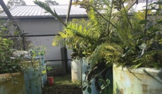 Lush tropical-looking plants grow in an outdoor site in round white cylinders.