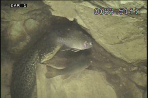 Fish and tadpoles photographed using a borehole camera system in a monitoring well in the study area.