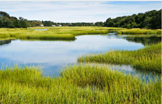 A HEALTHY NEW ENGLAND SALT MARSH AT HIGH TIDE
