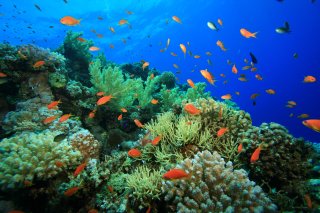  bright orange fish swimming near a coral reef.