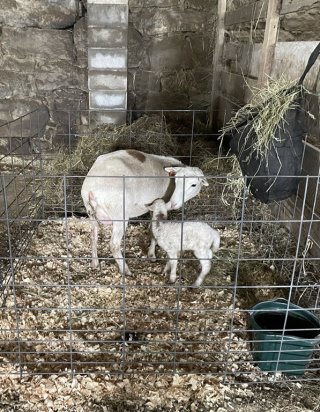 A newborn baby sheep and her mother at Tall Pines Farm