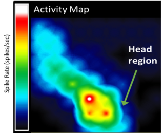 An activity map with a rainbow scale showing "Spike Rate" and the words "Head Region" with an arrow pointing to the sample.