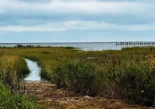 Saltwater marsh in Maryland