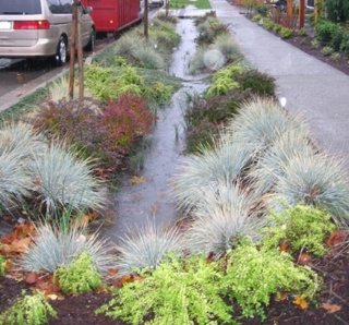 a strip of vegetation in a swale with retained water runoff between a residential sidewalk and the road