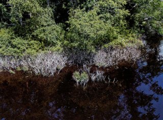 Die off of wetland vegetation, buttonbush (Cephalanthus occidentalis), in Lower Kickemuit Reservoir (photo taken from drone in June 2021). Photo credit: BCWA