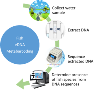 A flowchart showing the steps of fish eDNA metabarcoding. Step 1: Collect water sample. Step 2: Extract DNA. Step 3: Sequence extracted DNA. Step 4: Determine presence of fish species from DNA sequences.