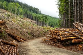Logging road with piles of timber and a logged hillside.