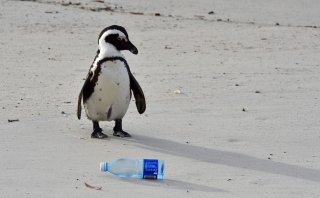 This is a photo of a penguin standing next to an empty plastic bottle