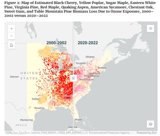 Estimated Black Cherry, Yellow Poplar, Sugar Maple, Eastern White Pine, Red Maple, and Quaking Aspen Biomass Loss due to Ozone Exposure, 2000-2002 versus 2020-2022