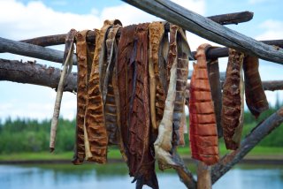 Fresh caught salmon fillets hanging on a wooden rack to dry near a river in Fairbanks, Alaska.
