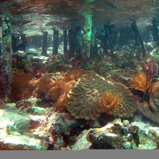 Colorful corals grow between and underneath mangrove roots in shallow water.