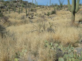 Dense buffelgrass with a few native cacti in the desert.