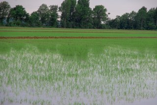 A flooded rice field.