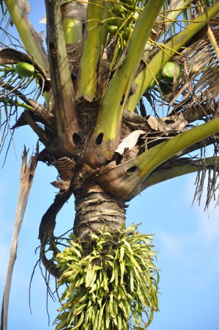 The crown of palm tree with holes in the base of the leaves.