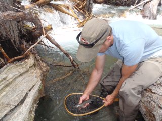 A scientist squatting in a stream holding a fish in a small net.
