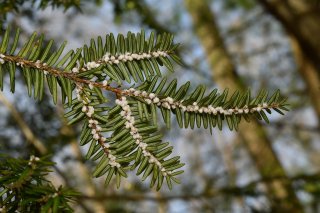 Hemlock woolly adelgid eggs line the underside of an eastern hemlock branch.