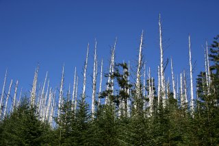 A stand of dying hemlock trees with bare, white trunks and a few healthy smaller hemlocks in the foreground.