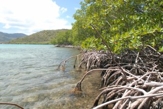 The edge of a mangrove forest in shallow tidal waters.