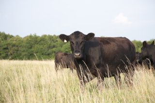 A dark brown cow standing in a field of grass.