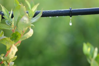 An irrigation line drips water with a plant growing next to it.