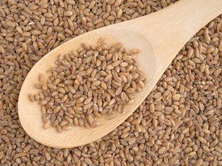 Red winter wheat berries on a wooden spoon and in the background.