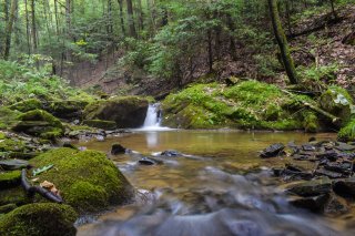 A stream flows through a forest ecosystem with a small waterfall and lush green vegetation surrounding it.
