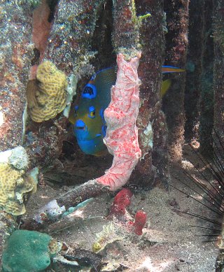 An angelfish swims between mangrove roots that have coral growing on them.