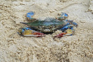 A blue crab crawls in the sand.