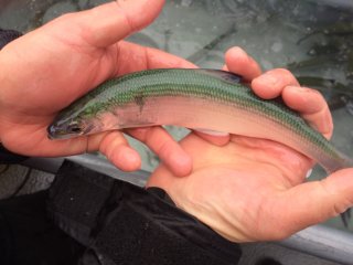 A small green and silver cisco fish held in someone's hands.