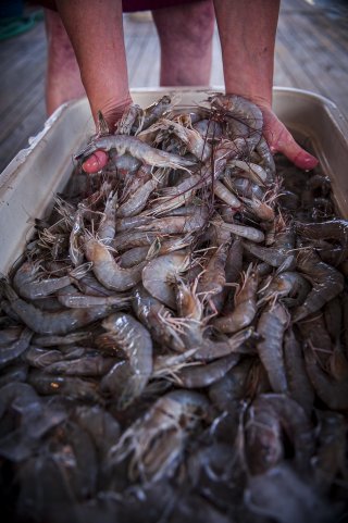 Two hands hold a handful of large shrimp in a bucket of shrimp.