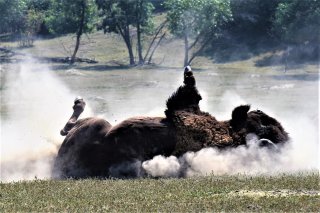 A bull bison rolls in a wallow in a prairie, creating lots of dust.