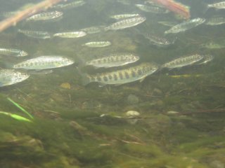Small young striped Chinook salmon swimming in a stream.