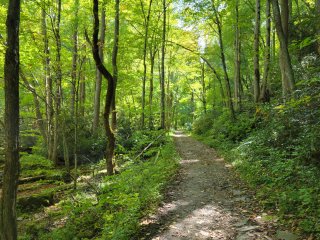 A trail in a deciduous forest.