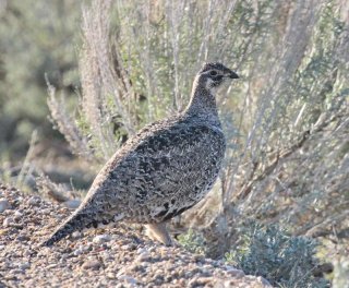 Greater sage grouse stands on the ground next to a sage plant.